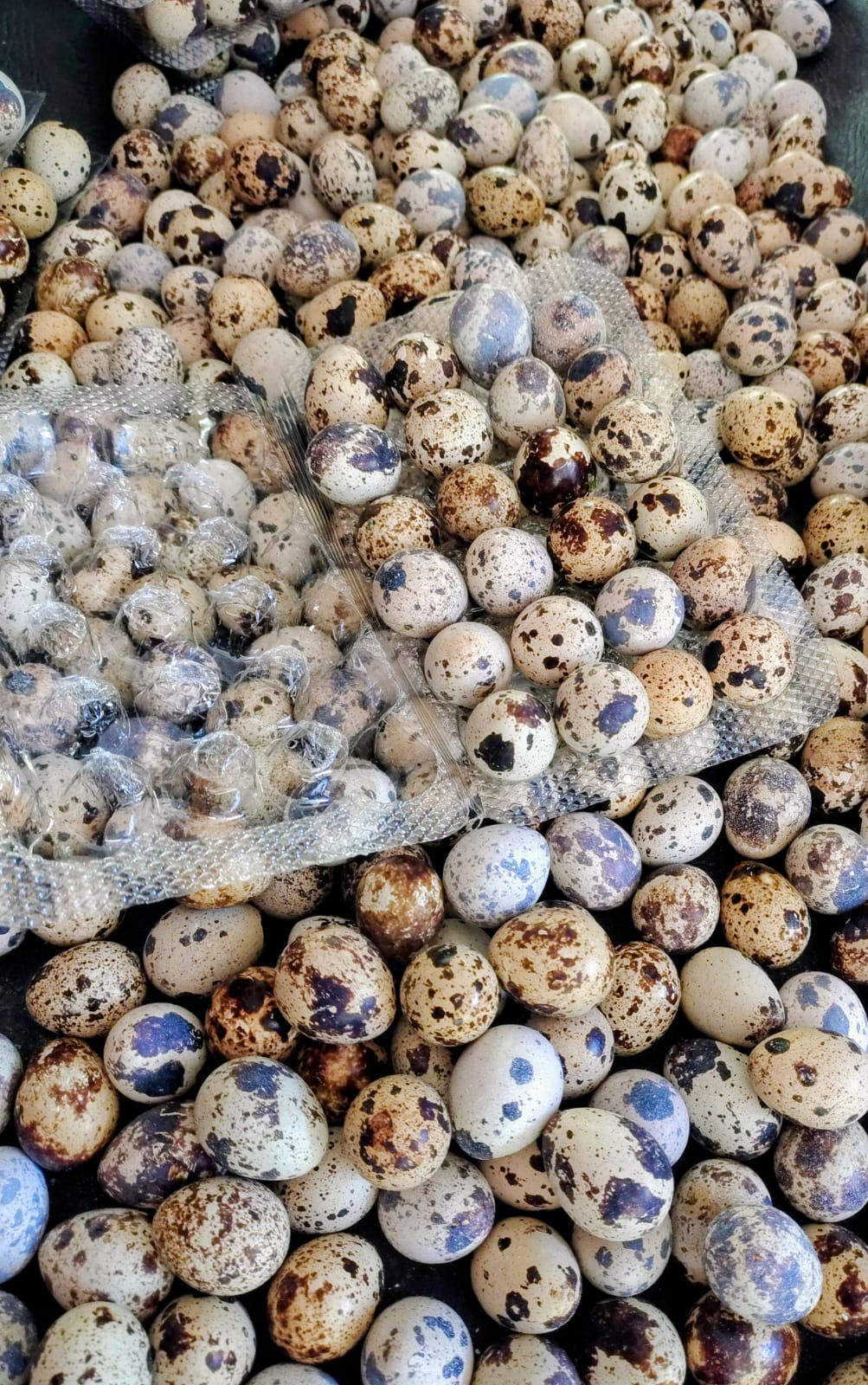 Huevos de codorniz empacados en bandejas selladas