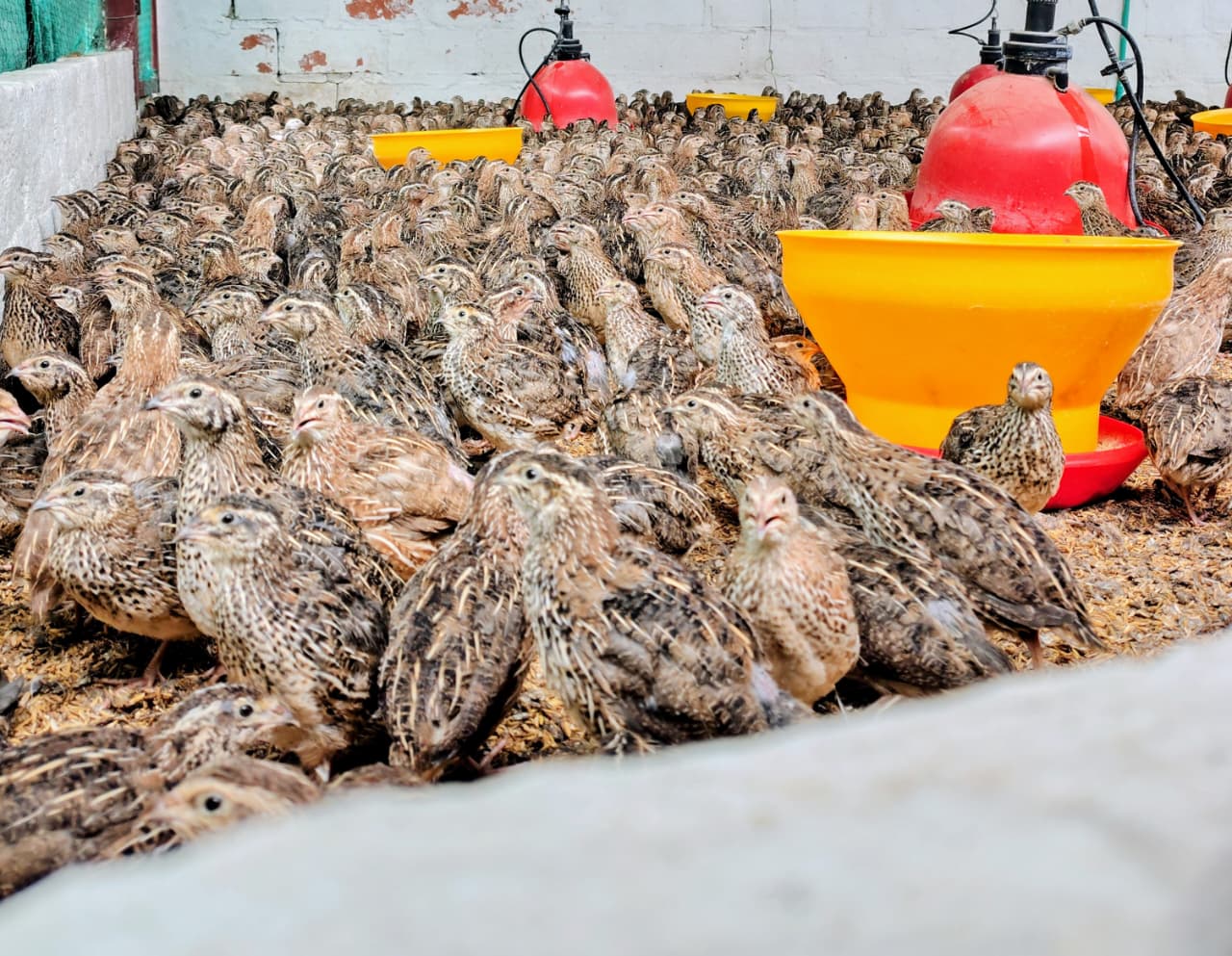 Codornices de postura en la nave de producción de Codorcol