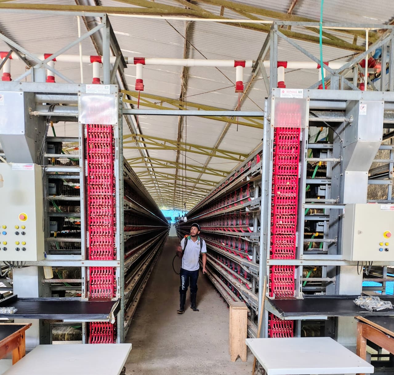 Operario de Codorcol revisando los módulos de postura en la nave de producción