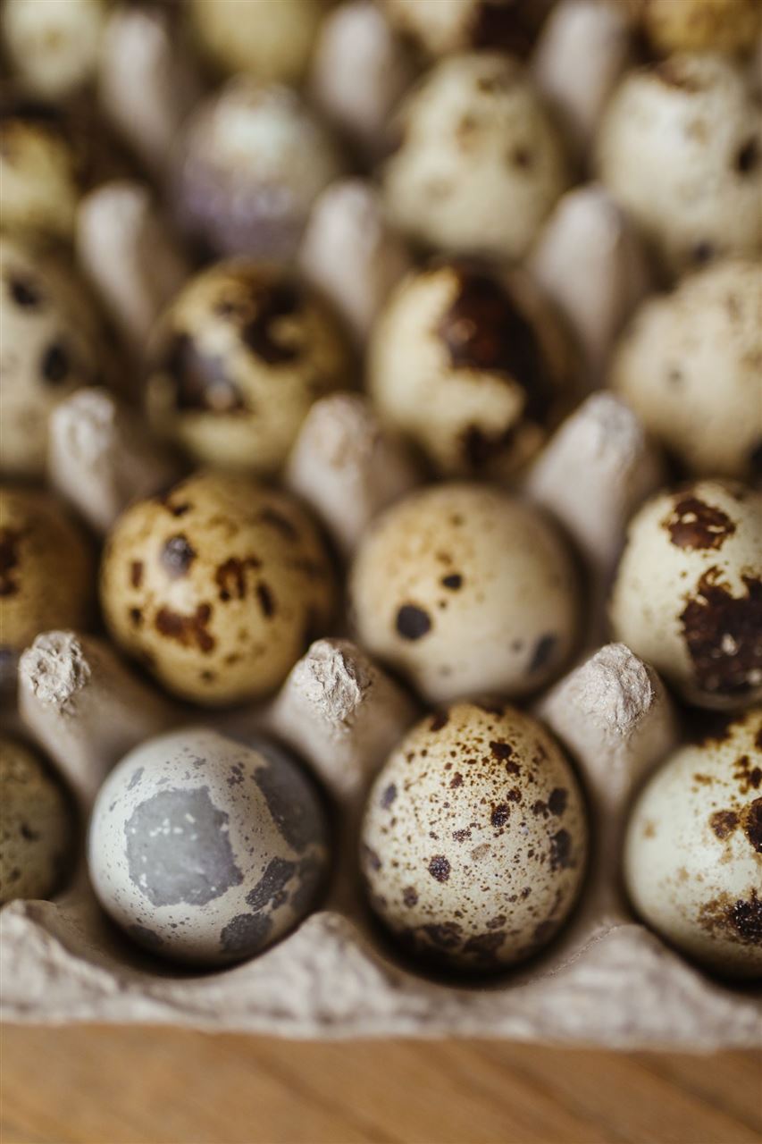 Huevos de codorniz clasificados en bandeja de cartón